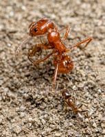 California red harvester - Pogonomyrmex californicus attacked by Argentine ants - Linepithema humile