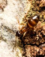 Crazy ant - Nylanderia vividula