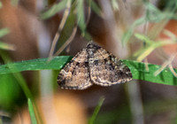 Carpet moth - Epirrhoe plebeculata