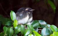Black Phoebe - Sayornis nigricans