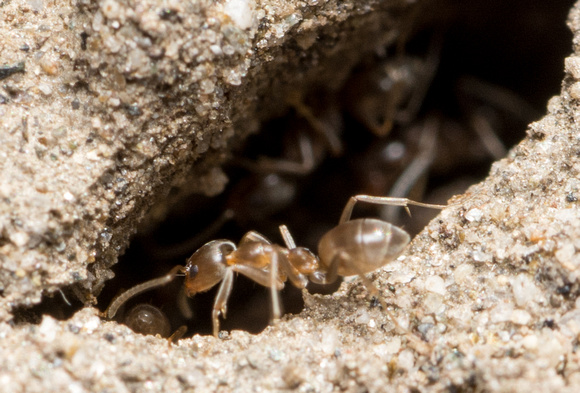 Argentine ant -  Linepithema humile