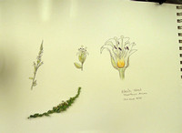 Alkalai Weed - Cressa truxillensis minima