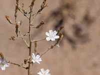 Small wirelettuce - Stephanomeria exigua