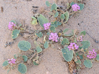 Desert Sand Verbena - Abronia villosa