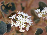 Desert Sand Verbena - Abronia villosa (white morph)