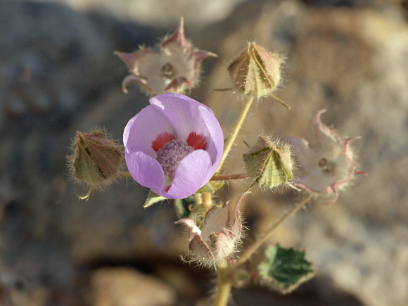 Desert five-spot - Eremalche rotundifolia