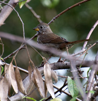 Fox Sparrow - Passerella iliaca (sooty)