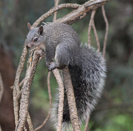 Western Gray Squirrel -Sciurus griseus