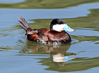 Ruddy Duck - Oxyura jamaicensis (breeding male)