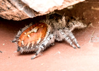 Jumping spider - Phidippus adumbratus (female)