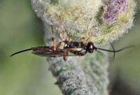 Ichneumon wasp 3 - Unidentified sp.