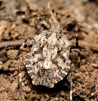 Rough stink bug - Brochymena sp
