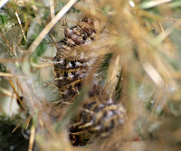 Painted lady caterpillar - Vanessa cardui on Thistle
