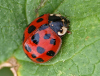 Asian lady beetle - Harmonia axridis