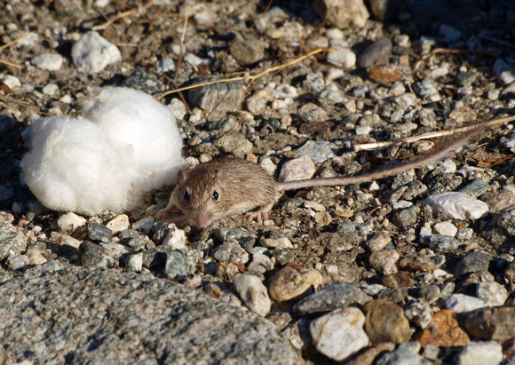 Spiny Pocket Mouse - Chaetodipus spinatus