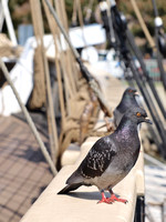 Rock Pigeon (feral) - Columba livia
