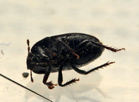 Burrowing bug - Unidentified sp.