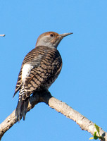 Northern Flicker (red shafted) - Colaptes auratus (female)