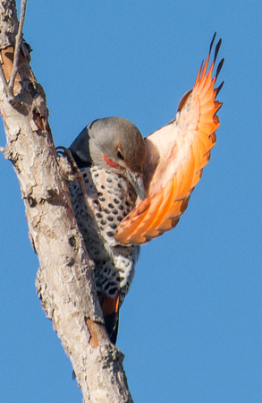 Northern Flicker (red shafted) - Colaptes auratus (male)