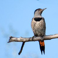 Northern Flicker (red shafted) - Colaptes auratus (female)