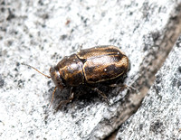 Scriptured leaf beetle - Pachybrachis sp.