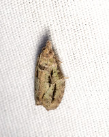Tortricid Leafroller Moth - Unidentified sp.