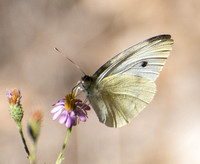 Irvine Ranch, IRC Butterfly Count 11-01-2015