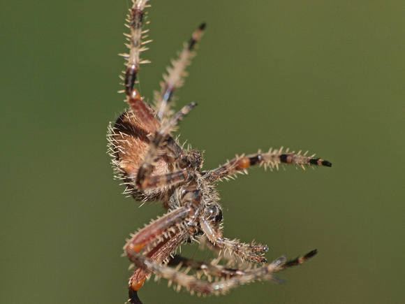 Orb weaver - Araneus gemma