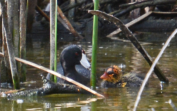 American Coot - Fulica americana with baby