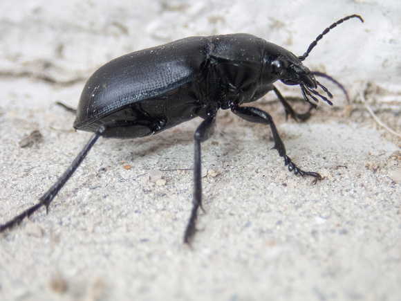 Ground beetle - Calosoma sp.