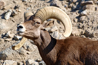 Desert bighorn sheep - Ovis canadensis nelsoni