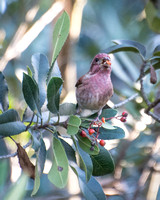Purple Finch - Haemorhous purpureus (male)
