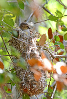 Bushtit - Psaltriparus minimus building a nest