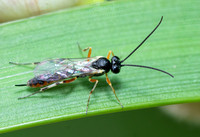 Ichneumon wasp - Unidentified sp. Subfamily Campopleginae