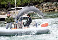 Navy Training Common Bottlenose Dolphin - Tursiops truncatus