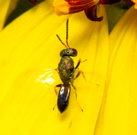 Chalcid wasp - undentified sp.