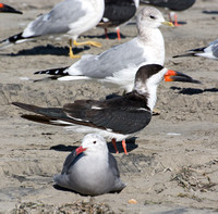 Black skimmer - Rynchops niger, Cabrillo Beach, Heerman's Gull - Larus heermanni, Mew Gull - Larus canus