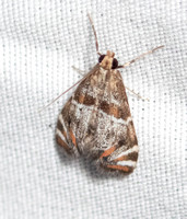 Jalisco Petrophila - Petrophila jaliscalis