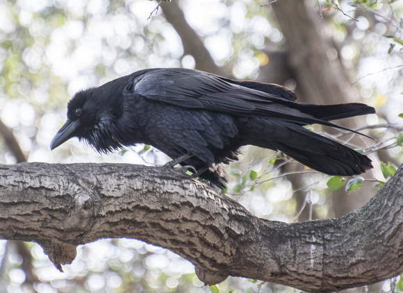 Common Raven - Corvus corax