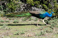 Indian Peafowl - Pavo cristatus