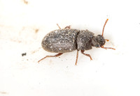 Darkling Beetle - Blapstinus sp.