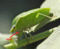 Piercing/ sucking beak - Southern green stink bug - Nezara viridula