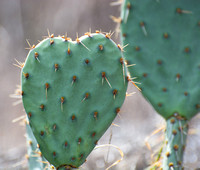 Beavertail Cactus - Opuntia