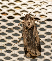 Granulate cutworm (Subterranean Dart Moth) - Feltia subterranea