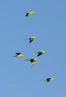 Yellow-chevroned - Parakeet Brotogeris chiriri