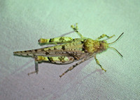 Short-horned Grasshoppers - Family Acrididae