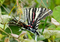 Zebra swallowtail - Eurytides marcellus