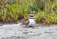 Los Cerritos Wetlands Bird Count 06-22-2023