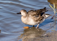 Green-winged Teal - Anas crecca