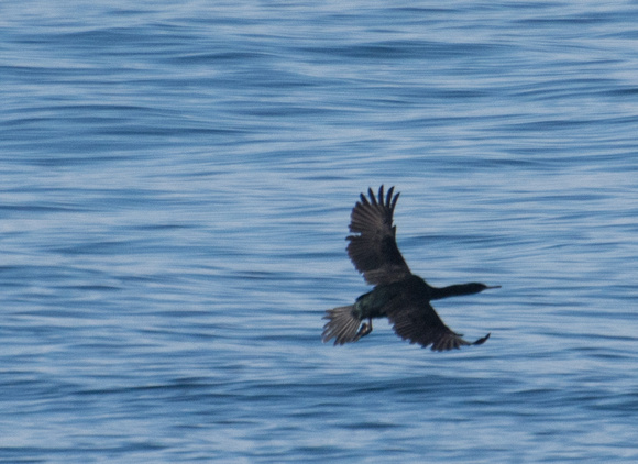 Pelagic Cormorant - Urile pelagicus